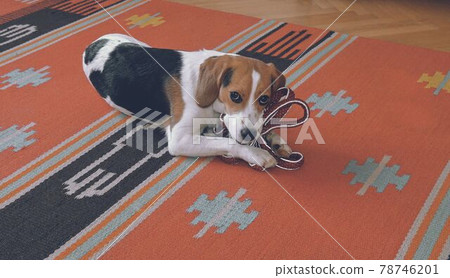 Small beagle holding the leash and waiting for a walk. Dog waiting for walk with his owner Small beagle holding the leash and waiting for a walk. Dog waiting for walk with his owner 78746201