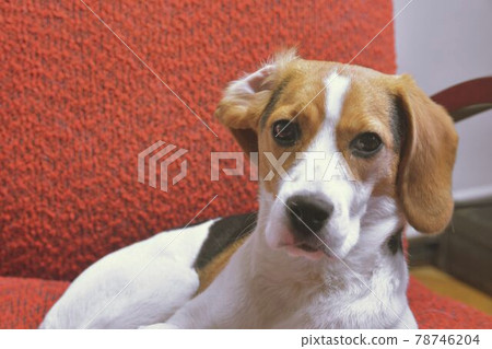 Little beagle and its overturned ear. Beagle lying on a red armchair in the living room Little beagle and its overturned ear. Beagle lying on a red armchair in the living room 78746204