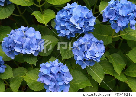 Blue hydrangea blooming in the park Blue hydrangea blooming in the park 78746213