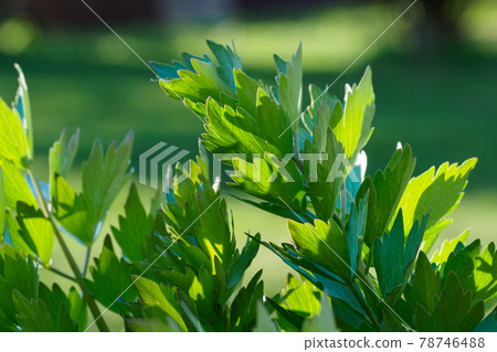 Spices and Herbs, Lovage plant (Levisticum officinale) growing in the garden. 78746488