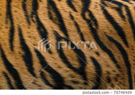 Tiger pattern, real sumatran tiger texture skin black orange stripe pattern for background 78746489
