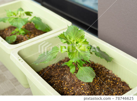 Perilla planter cultivation, home garden, blue shiso Perilla planter cultivation, home garden, blue shiso 78746625