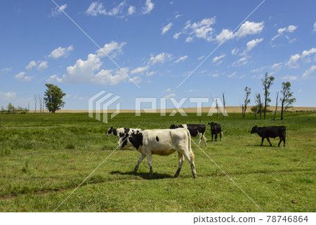 Steers fed on pasture, La Pampa, Argentina Steers fed on pasture, La Pampa, Argentina 78746864