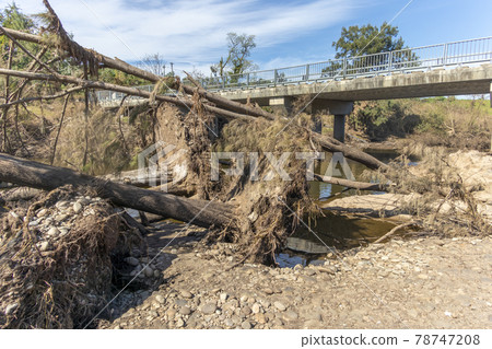 Photograph of fallen trees in regional Australia Photograph of fallen trees in regional Australia 78747208
