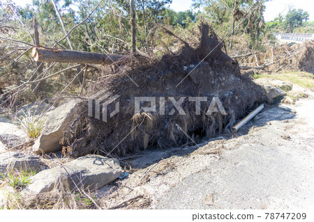 Photograph of fallen trees in regional Australia Photograph of fallen trees in regional Australia 78747209