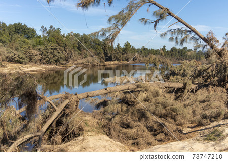 Photograph of fallen trees in regional Australia 78747210