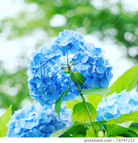 閃亮的花朵 閃亮的花朵 78747212