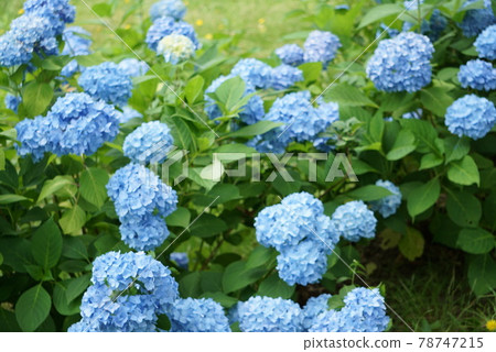 Hydrangea of hydrangea 78747215