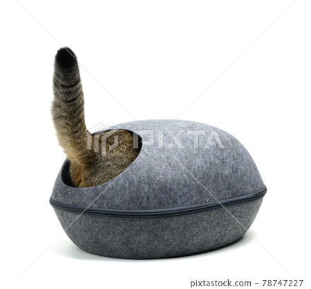 sticking out tail of a gray cat from an oval felt house on a white background 78747227