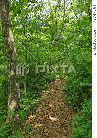 Atago mountain trail, Minamiaizu Town, Fukushima Prefecture Atago mountain trail, Minamiaizu Town, Fukushima Prefecture 78747263