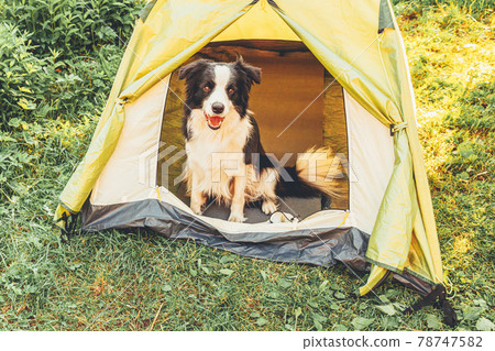 Outdoor portrait of cute funny puppy dog border collie sitting inside in camping tent. Pet travel adventure with dog companion. Guardian and camping protection. Trip tourism concept Outdoor portrait of cute funny puppy dog border collie sitting inside in camping tent. Pet travel adventure with dog companion. Guardian and camping protection. Trip tourism concept 78747582