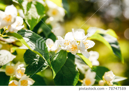 Beautiful white jasmine blossom flowers in spring time. Background with flowering jasmin bush. Inspirational natural floral spring blooming garden or park. Flower art design. Aromatherapy concept. Beautiful white jasmine blossom flowers in spring time. Background with flowering jasmin bush. Inspirational natural floral spring blooming garden or park. Flower art design. Aromatherapy concept. 78747589