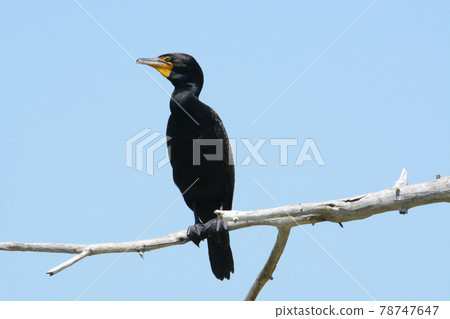 Double crested cormorant bird or Phalacrocorax auritus perched on dead tree branch against blue sky 78747647