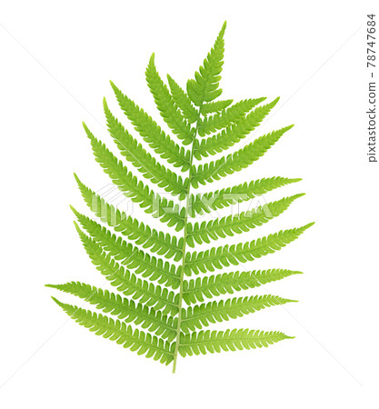 One fern leaf isolated on white background. One fern leaf isolated on white background. 78747684