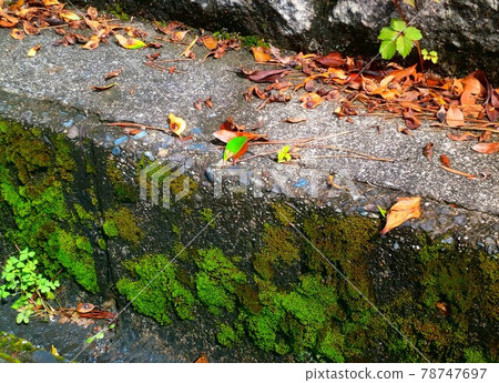 Dead leaves and buds Dead leaves and buds 78747697