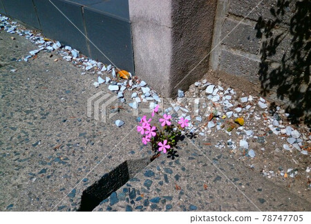 Moss phlox Moss phlox 78747705