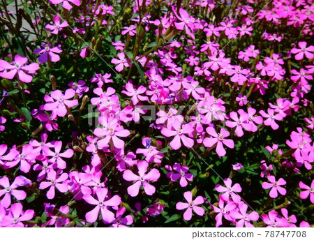 A flock of turf cherry blossoms A flock of turf cherry blossoms 78747708