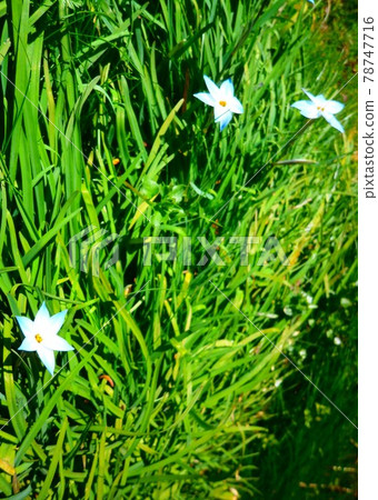 淡藍色野花 78747716