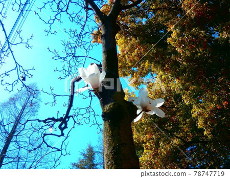 Magnolia blooming on the trunk Magnolia blooming on the trunk 78747719