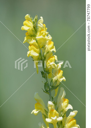 Springtime yellow toadflax or Linaria dalmatica wildflowers blooming in field 78747799