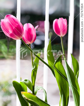 Beautiful tulips near window ,indoors. Space for text 78747864
