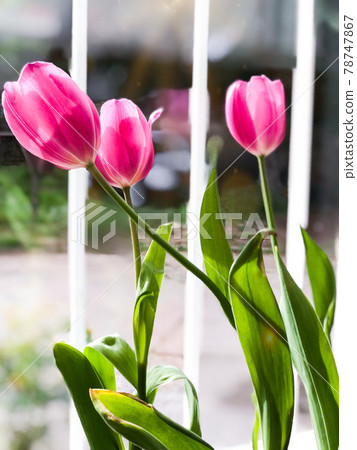 Beautiful tulips near window ,indoors. Space for text 78747867