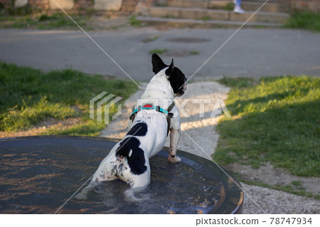 Cute french bulldog having a bath in the city fountain on a hot spring day 78747934