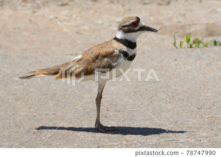 Killdeer bird or Charadrius vociferus standing in rural parking lot or road Killdeer bird or Charadrius vociferus standing in rural parking lot or road 78747990