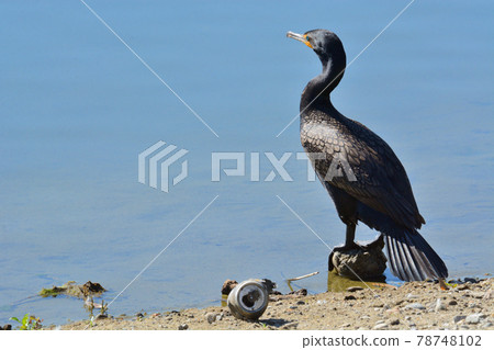 Double crested cormorant bird perched on rock at lake edge with discarded aluminum can on shore 78748102