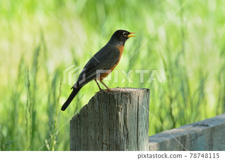 American robin bird or Turdus migratorius perched on wooden fence post American robin bird or Turdus migratorius perched on wooden fence post 78748115