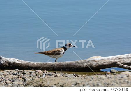 Killdeer plover or Charadrius vociferus standing by edge of lake and fallen dead tree looking for insects and worms 78748118
