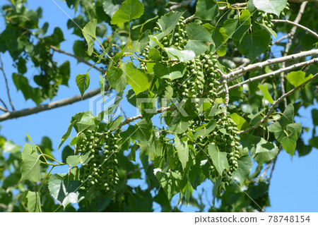 Early summer eastern cottonwood tree or leaves and seed capsules against blue sky Early summer eastern cottonwood tree or leaves and seed capsules against blue sky 78748154