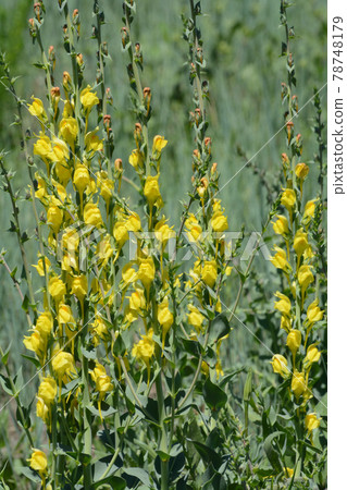 Springtime yellow toadflax or Linaria dalmatica wildflowers blooming in field Springtime yellow toadflax or Linaria dalmatica wildflowers blooming in field 78748179