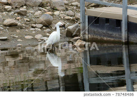 Snowy egret bird or Egretta thula wading at lake edge with rocky shore near dock 78748486