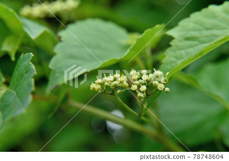 Nobudo flowers Nobudo flowers 78748604