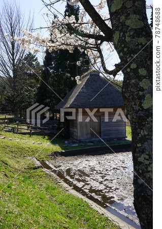 Tono Yamaguchi's water wheel hut in spring Tono Yamaguchi's water wheel hut in spring 78748688