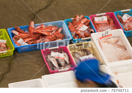 [Fish Market Akamut] 78748711