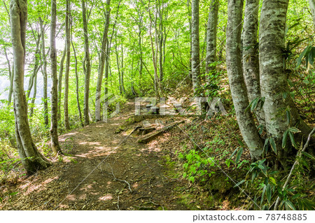 鍋倉高原山毛櫸林 鍋倉高原山毛櫸林 78748885