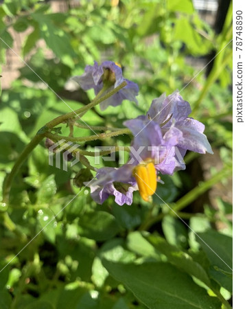 Potato flowers that you rarely see Potato flowers that you rarely see 78748890