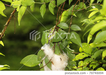 Spawning eggs of Molia frog 78748894