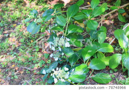 Gaku hydrangea flower Gaku hydrangea flower 78748966