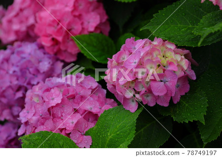 Hydrangea that blooms moistly in the rainy season 78749197