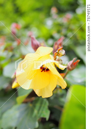 沖繩芙蓉花 沖繩芙蓉花 78749571