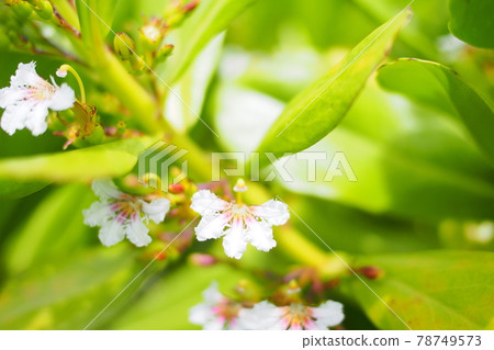 Okinawa naupaka flowers Okinawa naupaka flowers 78749573