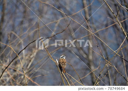 Bunting perched on a branch (Saitama Prefecture / February) Bunting perched on a branch (Saitama Prefecture / February) 78749684