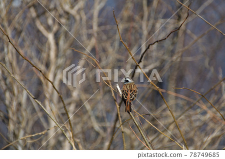 Bunting perched on a branch (Saitama Prefecture / February) Bunting perched on a branch (Saitama Prefecture / February) 78749685