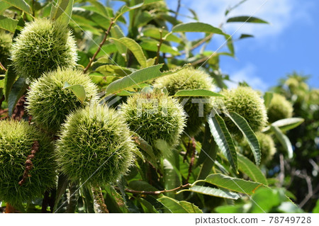 長大的栗子魷魚 78749728