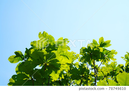 Magnolia obovata leaves and blue sky Magnolia obovata leaves and blue sky 78749810