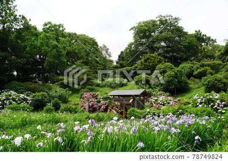 Shobu Garden Iris Garden 78749824