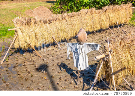 Rice rack and scarecrow 78750899